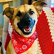 Sam is registered to the contest to win money with this photo: dog, bandana, red_bandana, smiling_dog, happy_dog, indoor, blanket, knitted_blanket, red_blanket, white_blanket, pet, canine, ears, teeth, tongue, close_up, fur, animal, cute, portrait