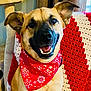 dog, bandana, red_bandana, smiling_dog, happy_dog, indoor, blanket, knitted_blanket, red_blanket, white_blanket, pet, canine, ears, teeth, tongue, close_up, fur, animal, cute, portrait