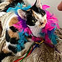 cat, calico_cat, feather_boa, colorful, pet, animal, feline, cute, indoor, blanket, soft_texture, fur, whiskers, ears, relaxed, curious, closeup, domestic_cat, resting, playful