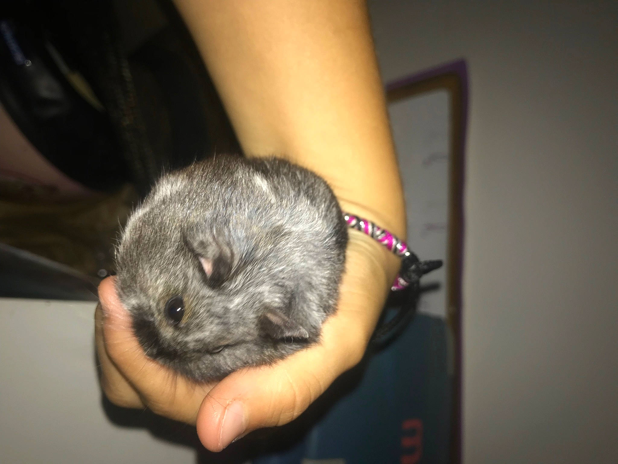 Hamsterou
