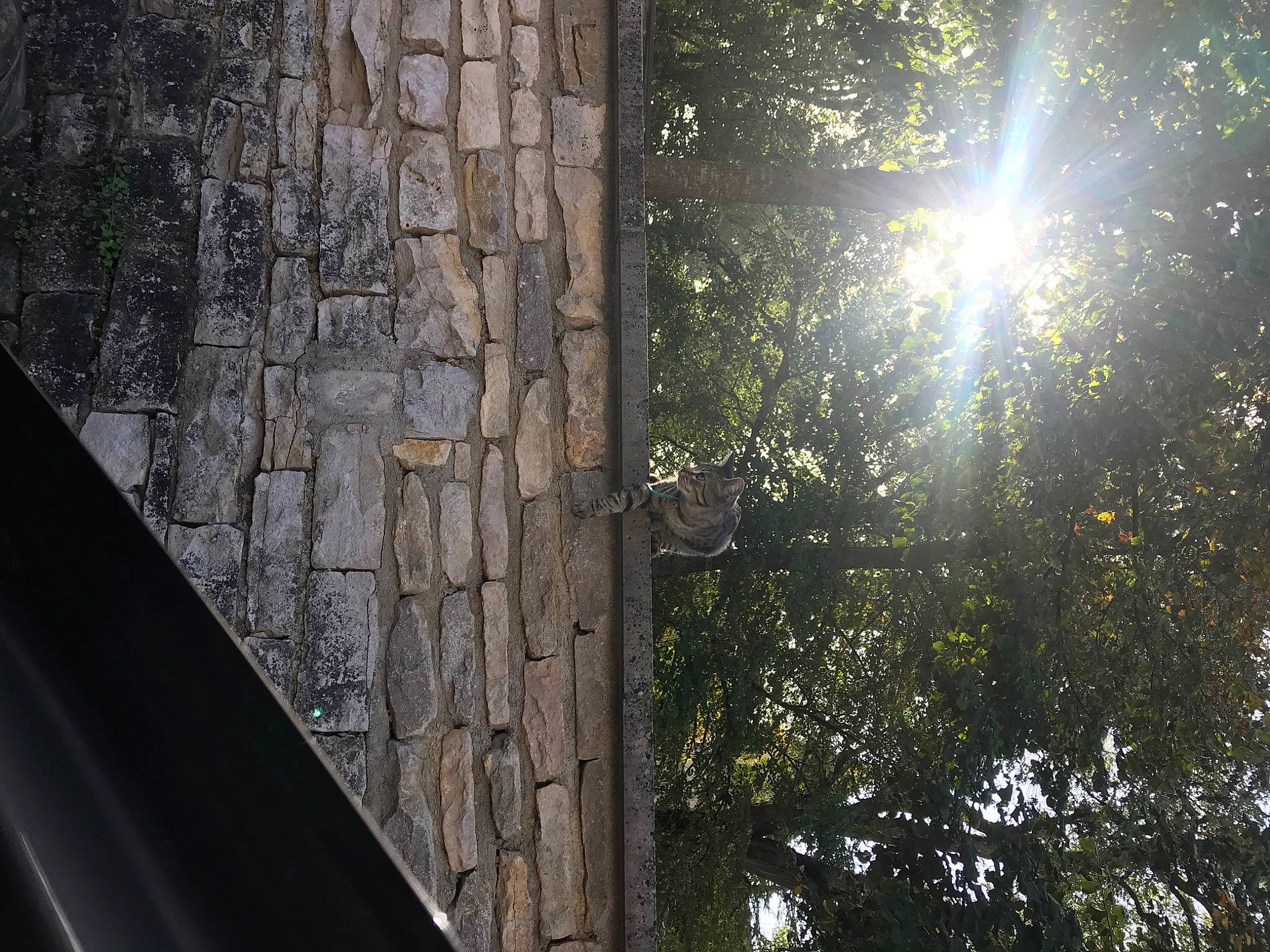 Lali participe au concours pour gagner de l'argent avec cette photo : astronomical_object, automotive_tire, deciduous, facade, forest, glass, landscape, lens_flare, metal, natural_landscape, reflection, shade, shadow, temperate_broadleaf_and_mixed_forest, tints_and_shades, tree, trunk, twig, window, wood