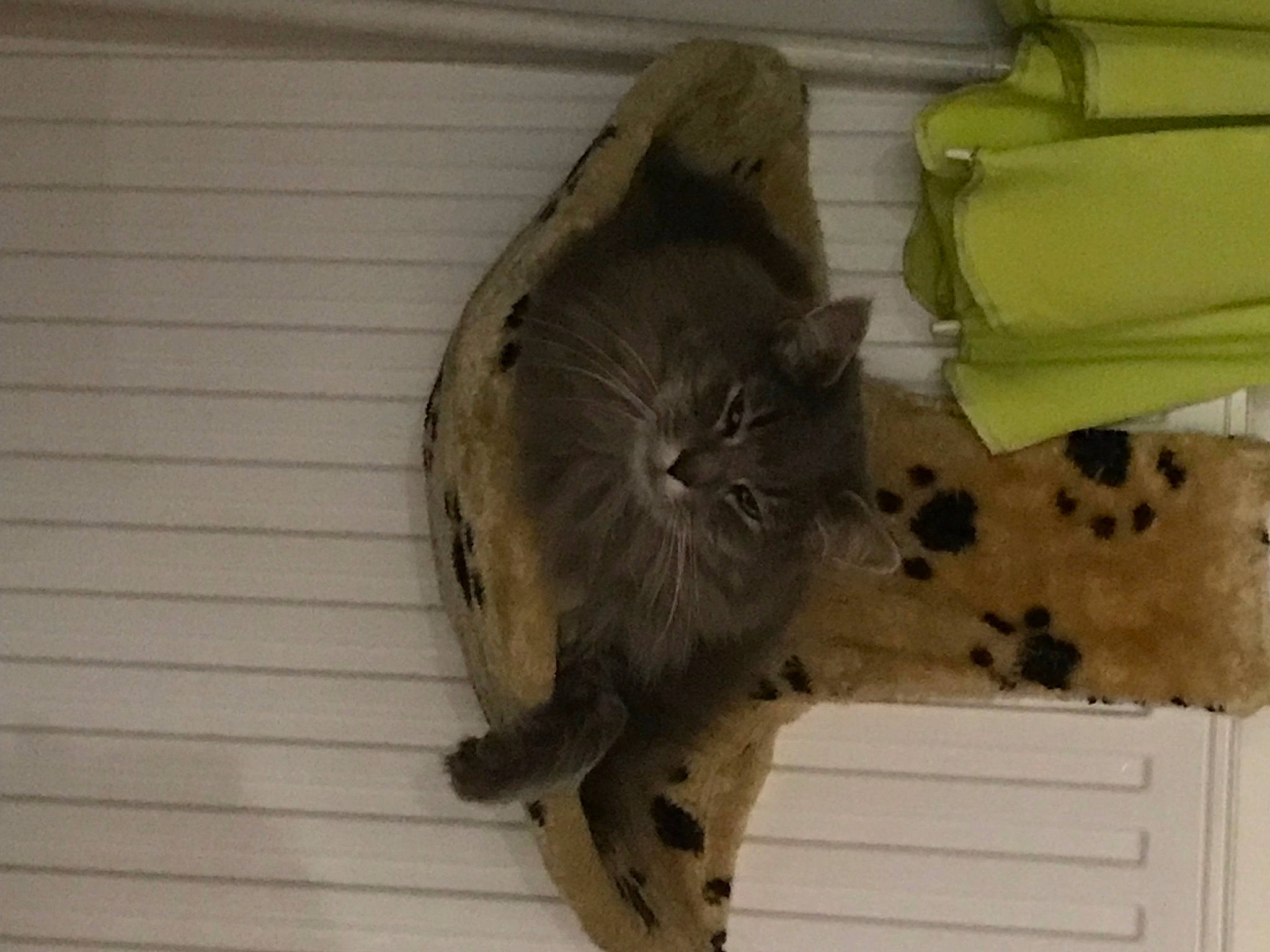 Lali a rejoint le concours — aidez-le/la à gagner de superbes lots ! bag, british_longhair, carnivore, cat, comfort, domestic_short_haired_cat, fawn, felidae, flooring, fur, hardwood, plant, small_to_medium_sized_cats, snout, tail, terrestrial_animal, whiskers, wood