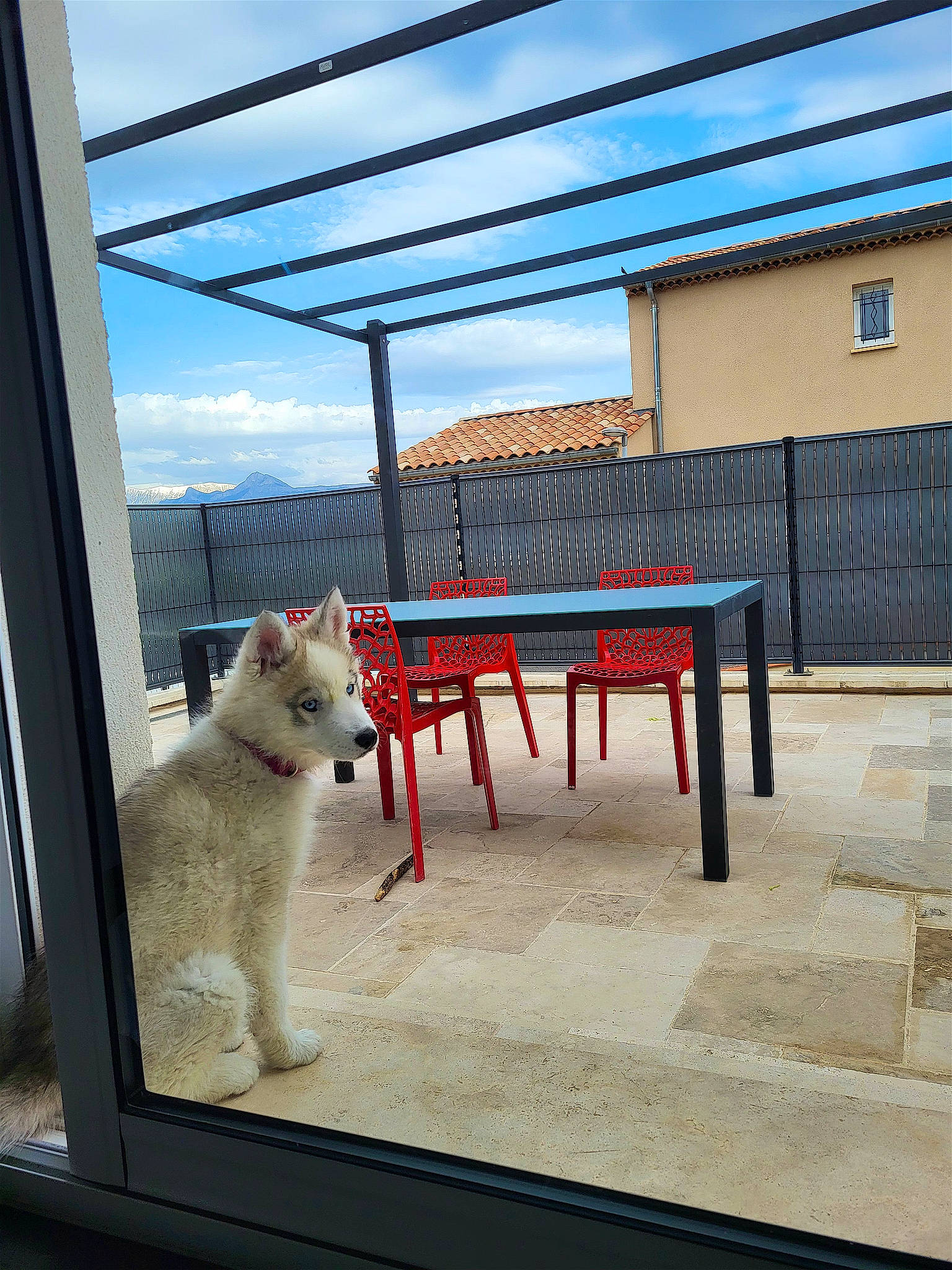 Bailey participe au concours pour gagner de l'argent avec cette photo : bench, carnivore, cat, chair, fawn, felidae, flooring, house, outdoor_furniture, outdoor_table, roof, shade, sky, small_to_medium_sized_cats, table, tail, whiskers, window, winter, wood