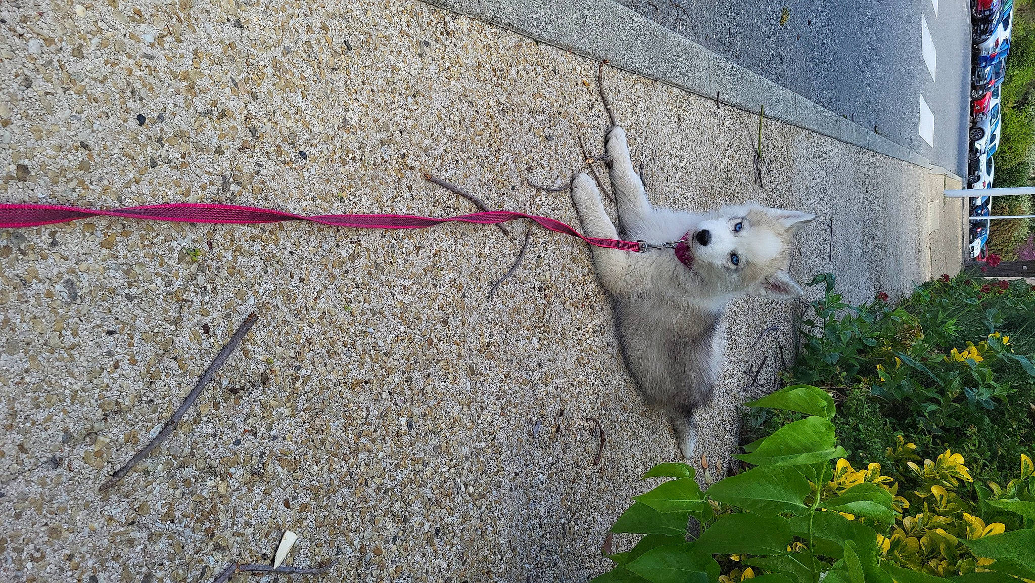 Bailey a rejoint le concours — aidez-le/la à gagner de superbes lots ! asphalt, concrete, curb, fawn, felidae, flooring, flower, fur, grass, plant, road_surface, sidewalk, small_to_medium_sized_cats, tail, terrestrial_animal, twig, wheel, whiskers, wildlife, wood