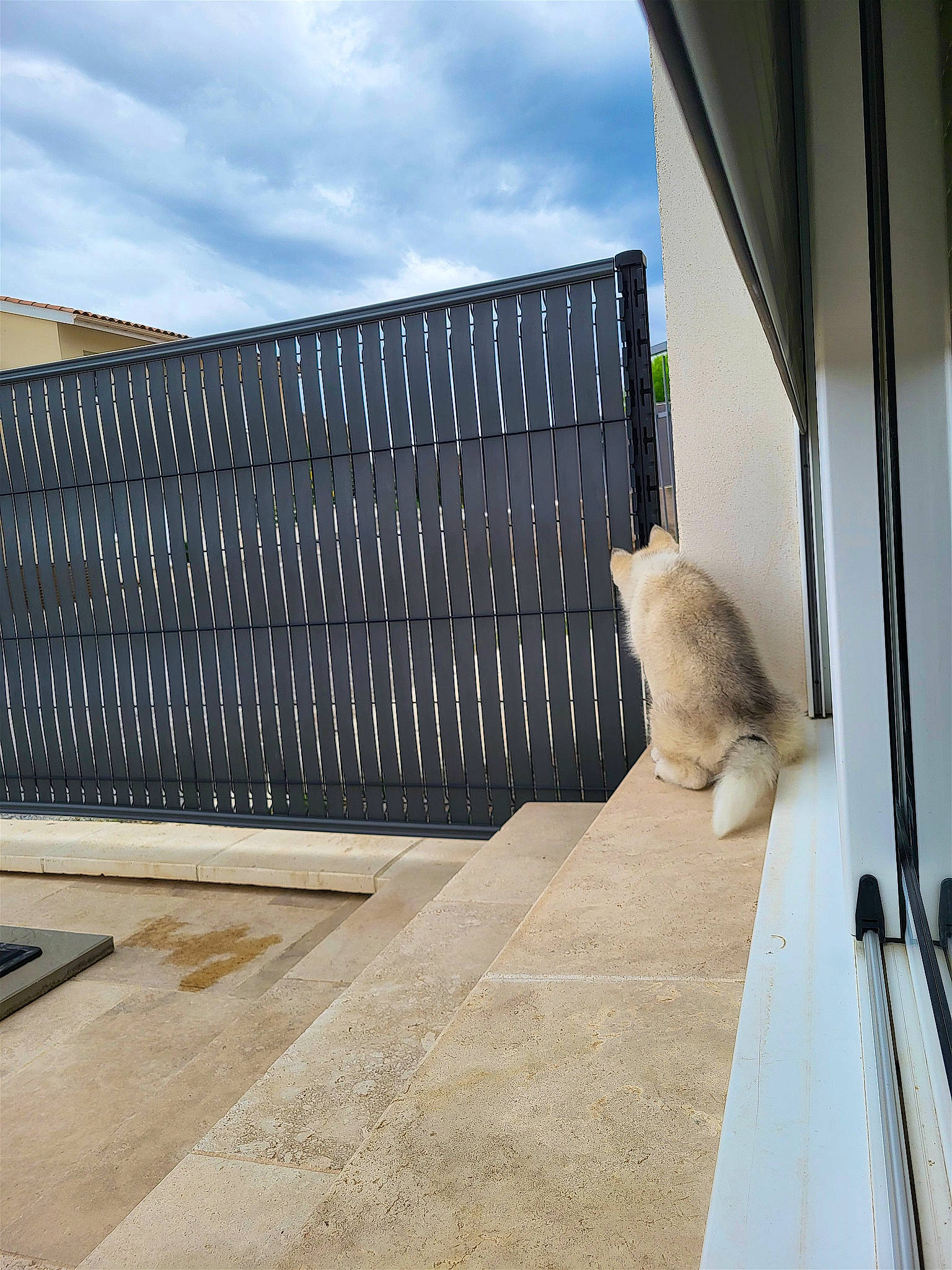 Bailey participe au concours pour gagner de l'argent avec cette photo : building, carnivore, cat, cloud, facade, fawn, felidae, flooring, house, plant, road_surface, roof, shade, sky, small_to_medium_sized_cats, tail, tower_block, tree, whiskers, wood