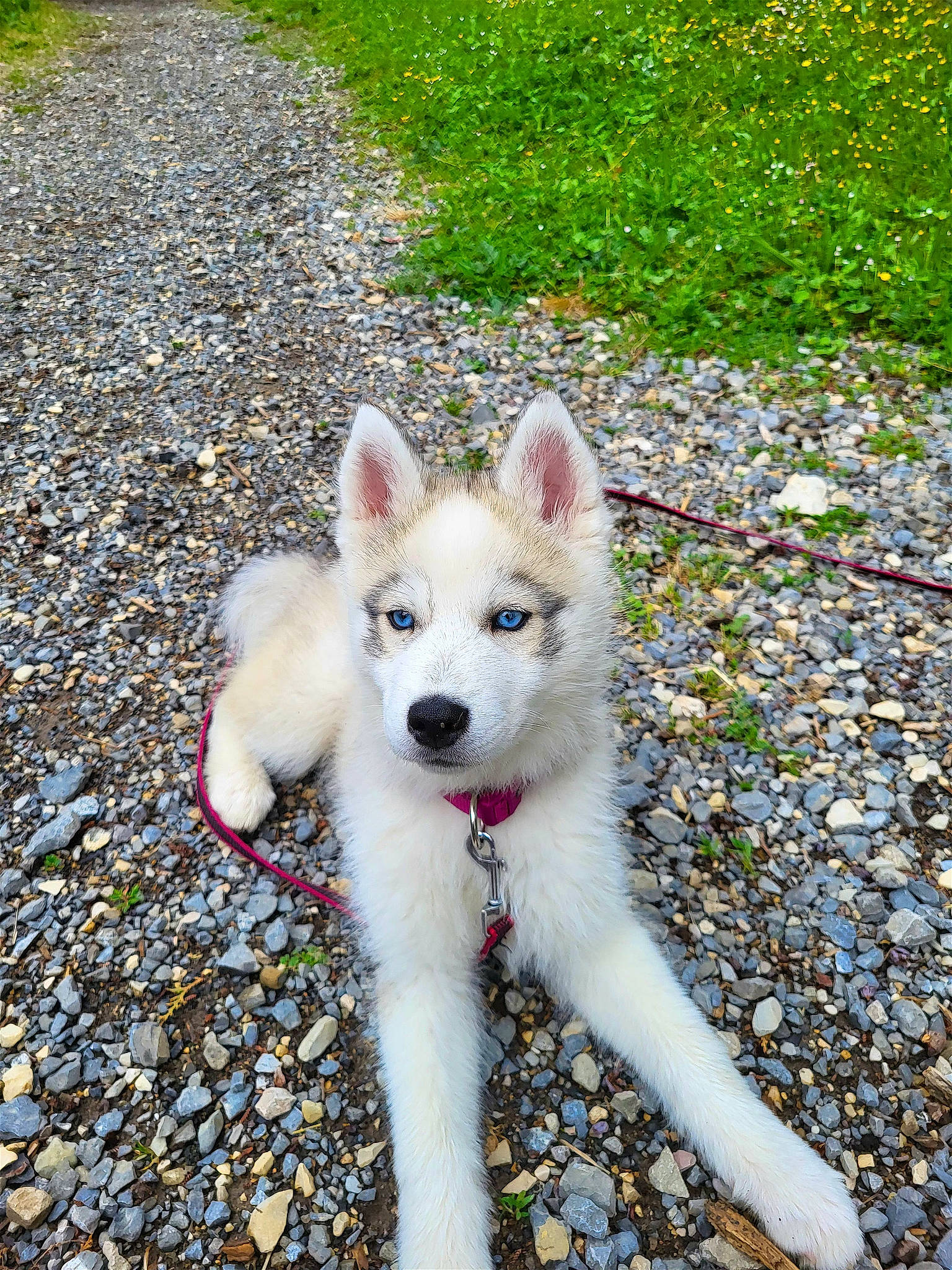 Bailey participe au concours pour gagner de l'argent avec cette photo : asphalt, canidae, carnivore, collar, companion_dog, dog, dog_breed, dog_supply, fawn, fur, grass, road_surface, snout, soil, sporting_group, tail, tar, terrestrial_animal, working_animal, working_dog