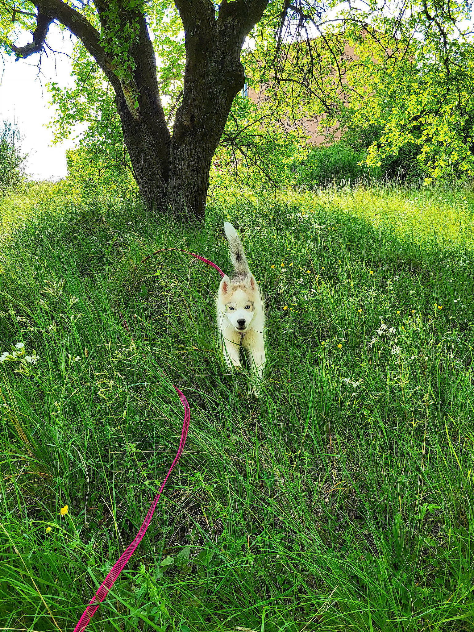 Bailey a rejoint le concours — aidez-le/la à gagner de superbes lots ! fawn, forest, grass, grassland, groundcover, hare, landscape, lawn, meadow, natural_landscape, pasture, people_in_nature, plant, plant_community, rabbit, rabbits_and_hares, shrub, tail, terrestrial_animal, tree