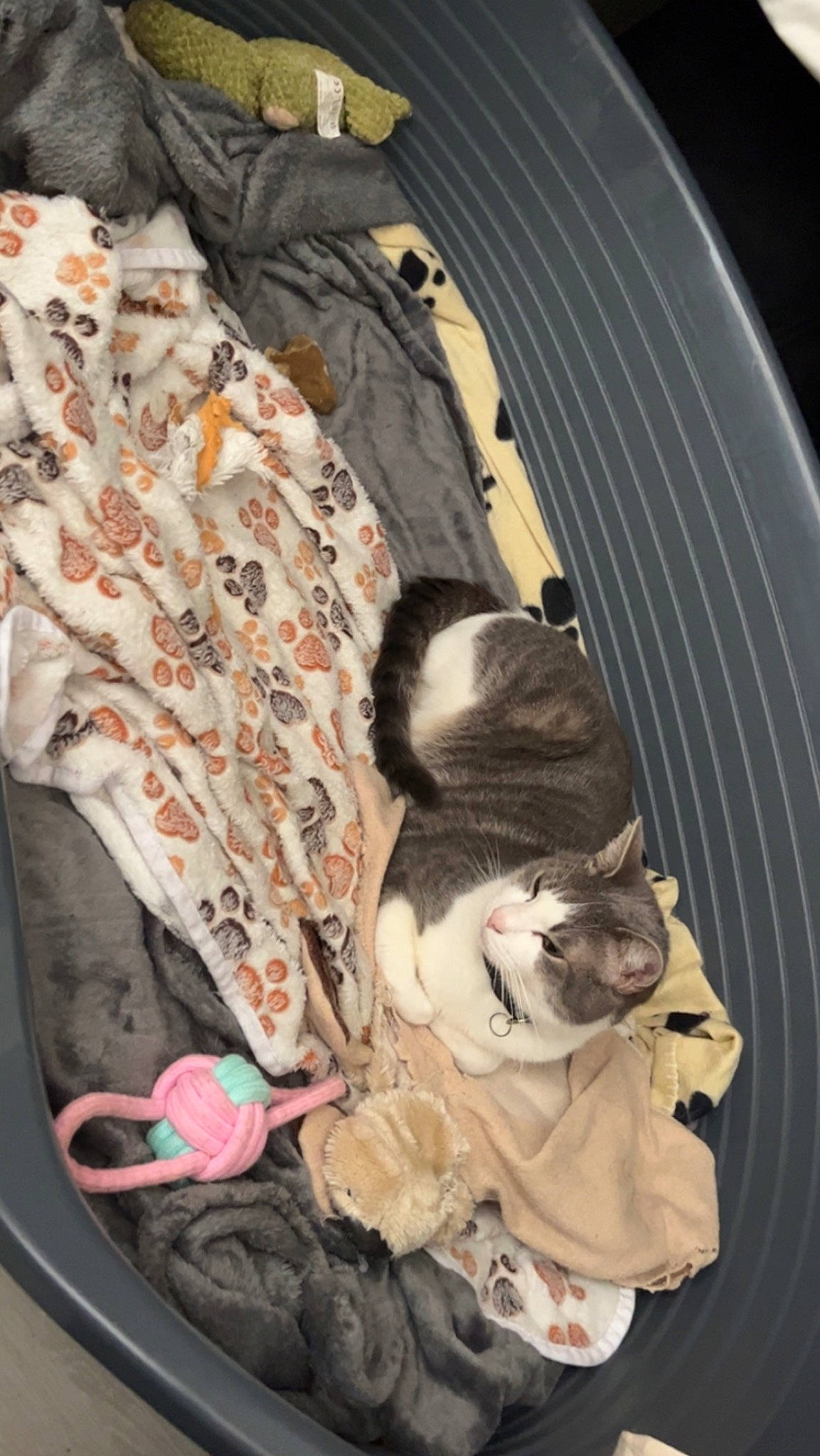 Lucifer participe au concours pour gagner de l'argent avec cette photo : baby_toddler_clothing, bag, canidae, carnivore, cat, comfort, companion_dog, dog_breed, dog_supply, fawn, felidae, fur, linens, mammal, pattern, sleeve, small_to_medium_sized_cats, sporting_group, tail, whiskers