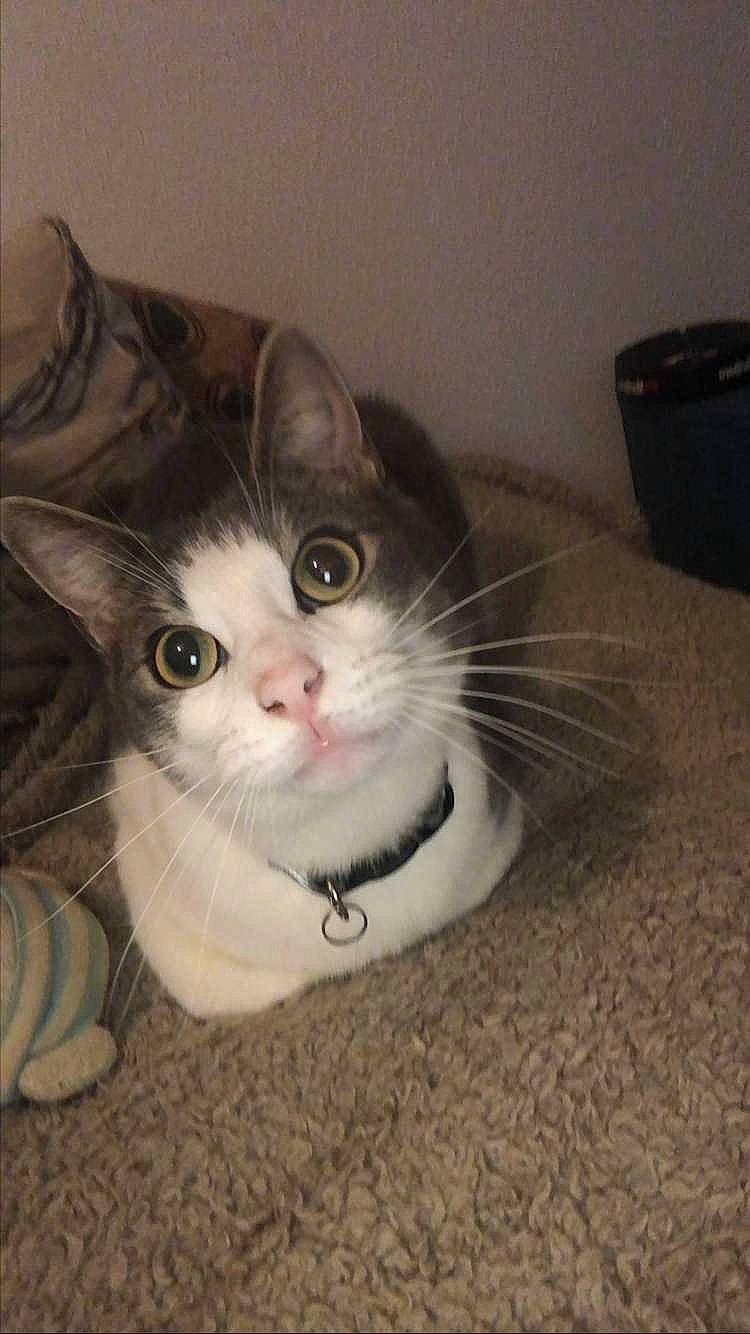 Lucifer a rejoint le concours — aidez-le/la à gagner de superbes lots ! box, cardboard, carnivore, cat, cat_supply, domestic_short_haired_cat, felidae, fur, paw, pet_supply, small_to_medium_sized_cats, snout, tail, whiskers