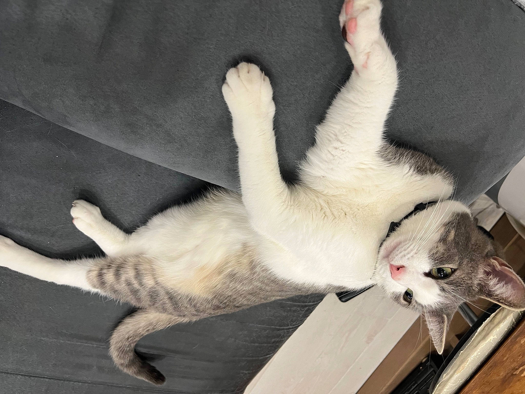 Lucifer a rejoint le concours — aidez-le/la à gagner de superbes lots ! carnivore, cat, claw, comfort, domestic_short_haired_cat, fawn, felidae, fur, hardwood, nap, paw, small_to_medium_sized_cats, snout, tail, whiskers, wood