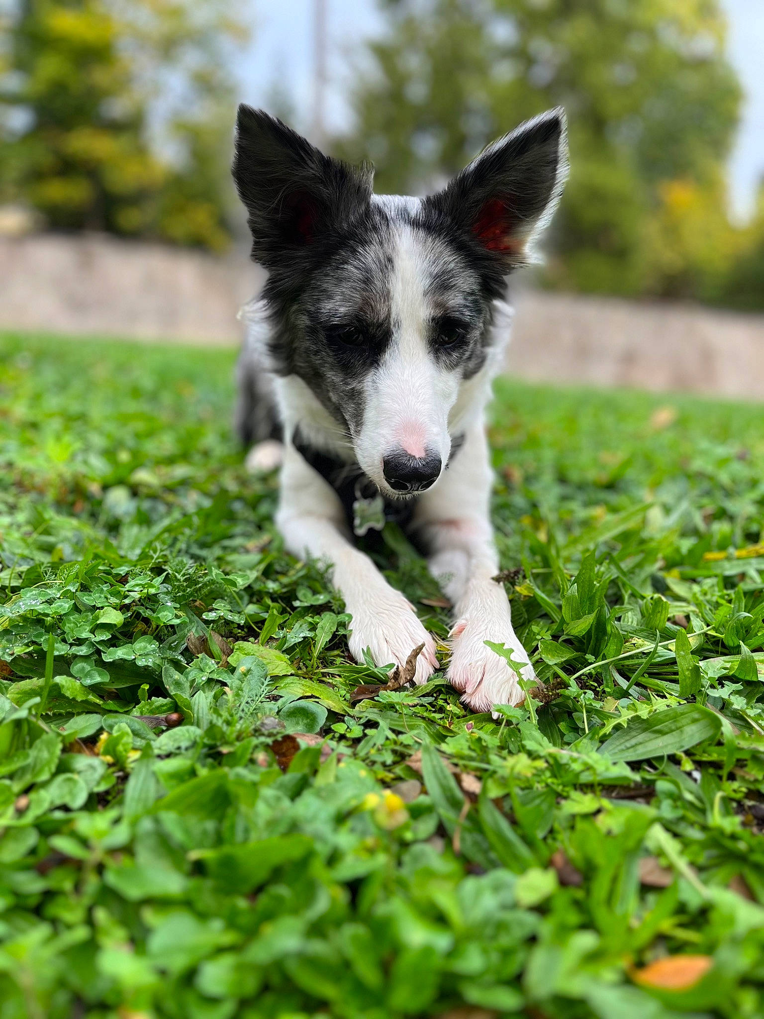 Skyler participe au concours pour gagner de l'argent avec cette photo : art, canidae, carnivore, companion_dog, dog, dog_breed, grass, groundcover, herbaceous_plant, herding_dog, plant, snout, sporting_group, tail, terrestrial_animal, tree, working_dog