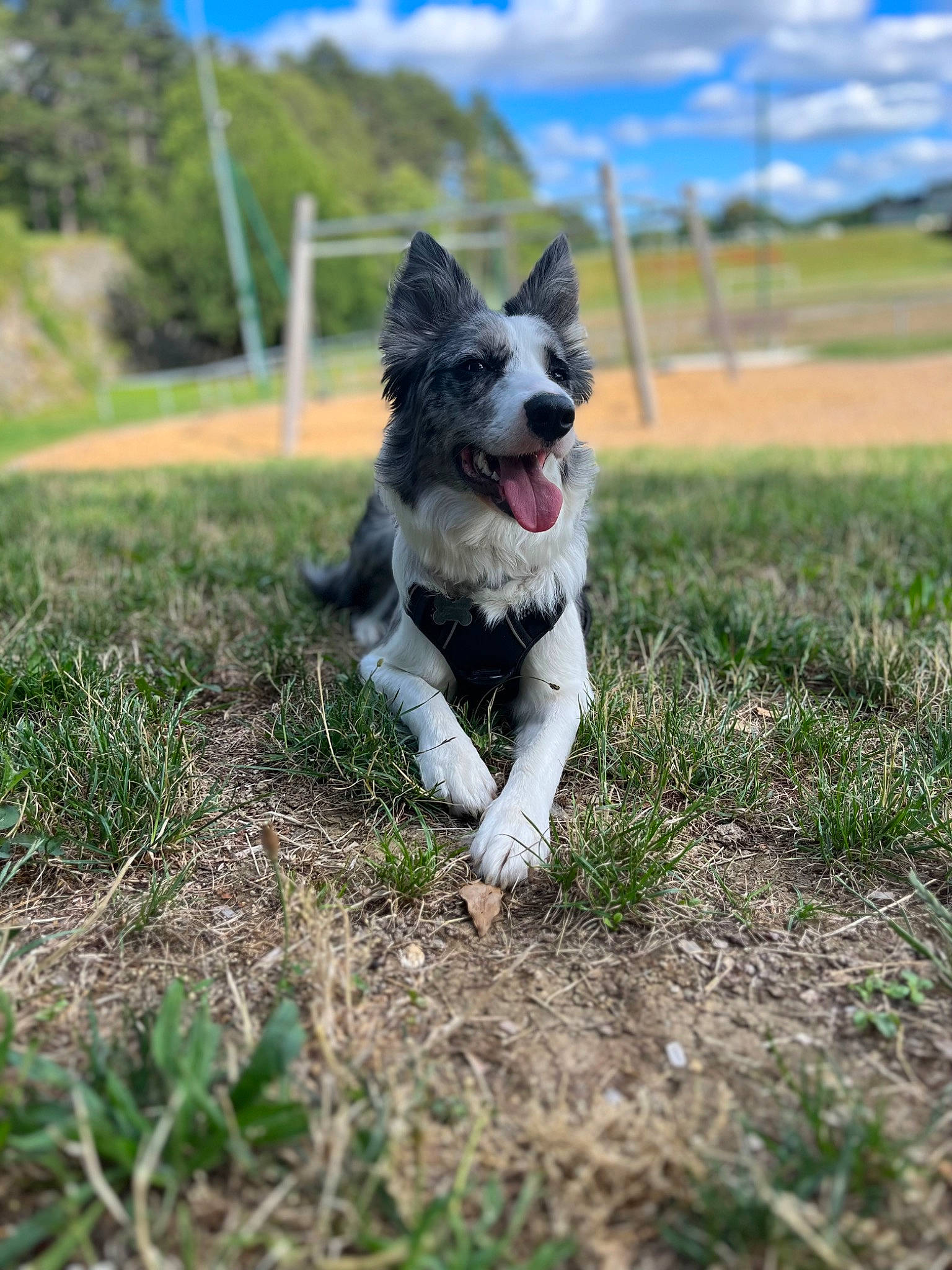Skyler a rejoint le concours — aidez-le/la à gagner de superbes lots ! canidae, carnivore, cloud, companion_dog, dog, dog_breed, grass, herding_dog, lawn, non_sporting_group, plant, sky, snout, soil, sporting_group, tail, tree, walking, working_animal, working_dog