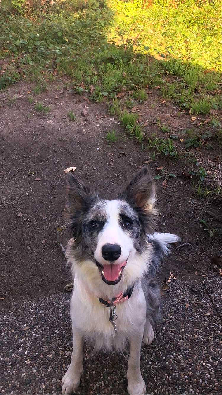 Skyler a rejoint le concours — aidez-le/la à gagner de superbes lots ! asphalt, border_collie, carnivore, collar, companion_dog, dog, dog_breed, dog_collar, grass, landscape, plant, road, road_surface, soil, sporting_group, working_dog