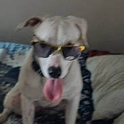 Porshea is registered to the contest to win money with this photo: dog, sunglasses, tongue_out, white_dog, pet, indoor, blanket, pillow, sitting, animal, cute, companion, funny, face, ears, fur, nose, mouth, resting, relaxed