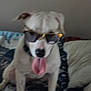 dog, sunglasses, tongue_out, white_dog, pet, indoor, blanket, pillow, sitting, animal, cute, companion, funny, face, ears, fur, nose, mouth, resting, relaxed