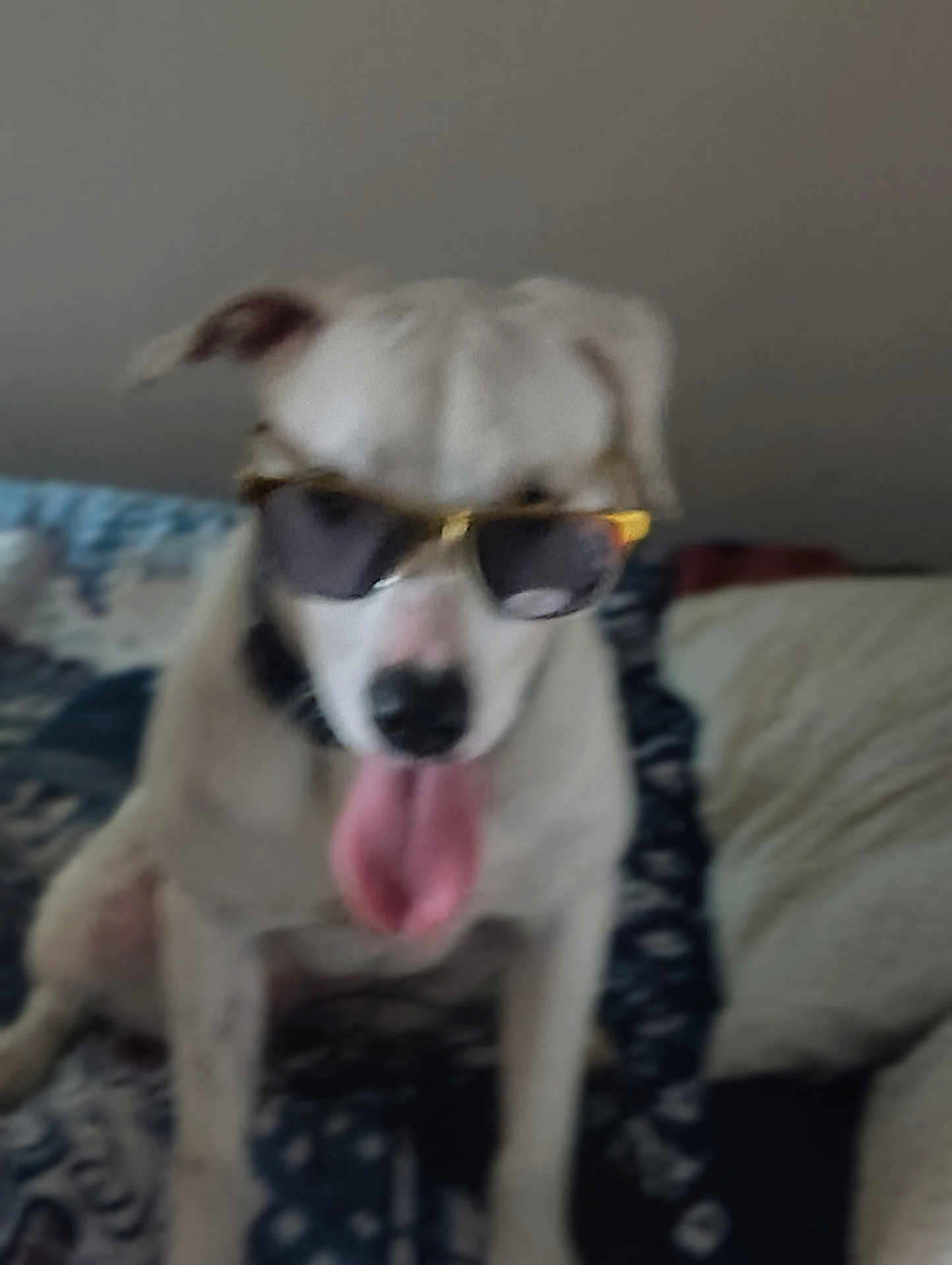 Porshea