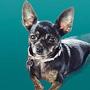 Quennee Bean Scripa is registered to the contest to win money with this photo: animal, black_dog, brown_dog, canine, closeup, collar, cute, dog, domestic_animal, ears, eyes, fur, indoor, looking, pet, portrait, small_dog, snout, teal_background, whiskers