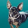 animal, black_dog, brown_dog, canine, closeup, collar, cute, dog, domestic_animal, ears, eyes, fur, indoor, looking, pet, portrait, small_dog, snout, teal_background, whiskers