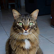 Mokka a rejoint le concours — aidez-le/la à gagner de superbes lots ! cat, tabby, pet, animal, portrait, face, eyes, green_eyes, whiskers, ears, fur, striped_fur, white_chest, indoor, floor, tiles, furniture, sitting, closeup, serious_expression