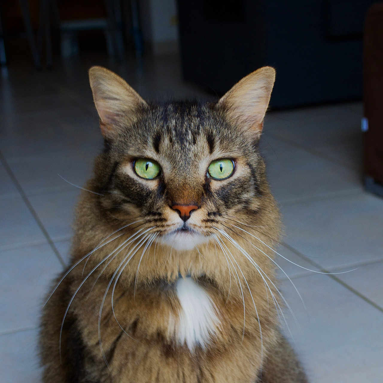Mokka