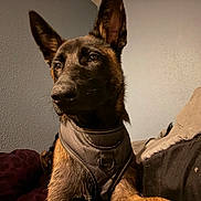 Emmett is registered to the contest to win money with this photo: dog, german_shepherd, pet, animal, canine, indoor, bed, blanket, harness, fur, ears, alert, looking_away, portrait, muzzle, brown, black, wall, texture, resting