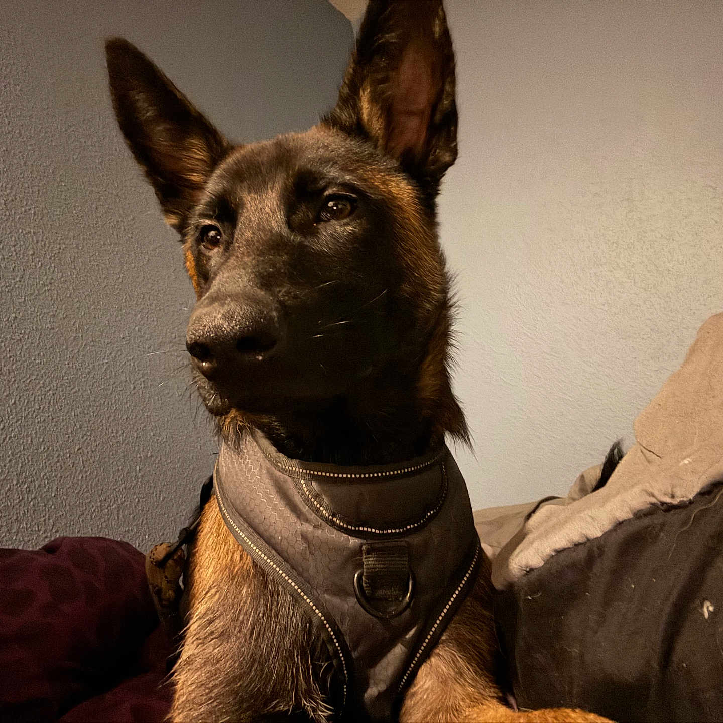 Emmett