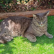 Zoom participe au concours pour gagner de l'argent avec cette photo : cat, gray_cat, animal, pet, outdoor, grass, artificial_grass, sunlight, shadow, relaxed, nature, feline, sleepy, resting, leafy_background, wooden_border, daylight, closeup, mammal, peaceful