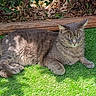 animal, artificial_grass, cat, closeup, daylight, feline, grass, gray_cat, leafy_background, mammal, nature, outdoor, peaceful, pet, relaxed, resting, shadow, sleepy, sunlight, wooden_border