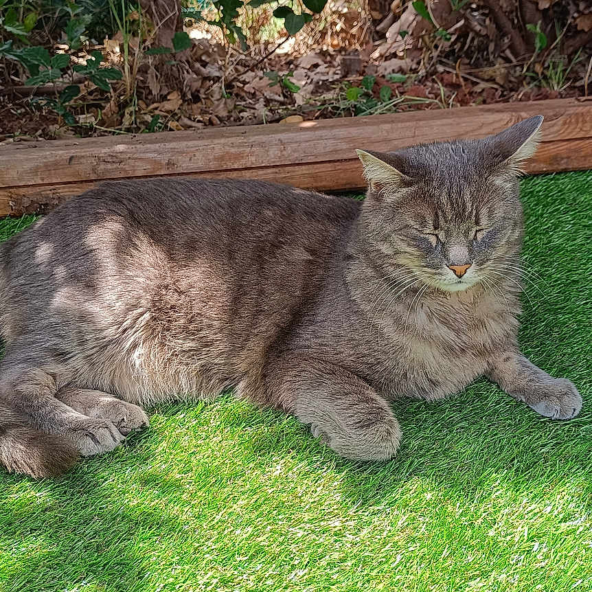 Zoom participe au concours pour gagner de l'argent avec cette photo : cat, gray_cat, animal, pet, outdoor, grass, artificial_grass, sunlight, shadow, relaxed, nature, feline, sleepy, resting, leafy_background, wooden_border, daylight, closeup, mammal, peaceful