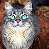 cat, green_eyes, fluffy_fur, whiskers, outdoor, animal, pet, curious, looking_up, nature, brown_background, close_up, feline, portrait, tabby, ears, nose, tail, paws, soft_fur