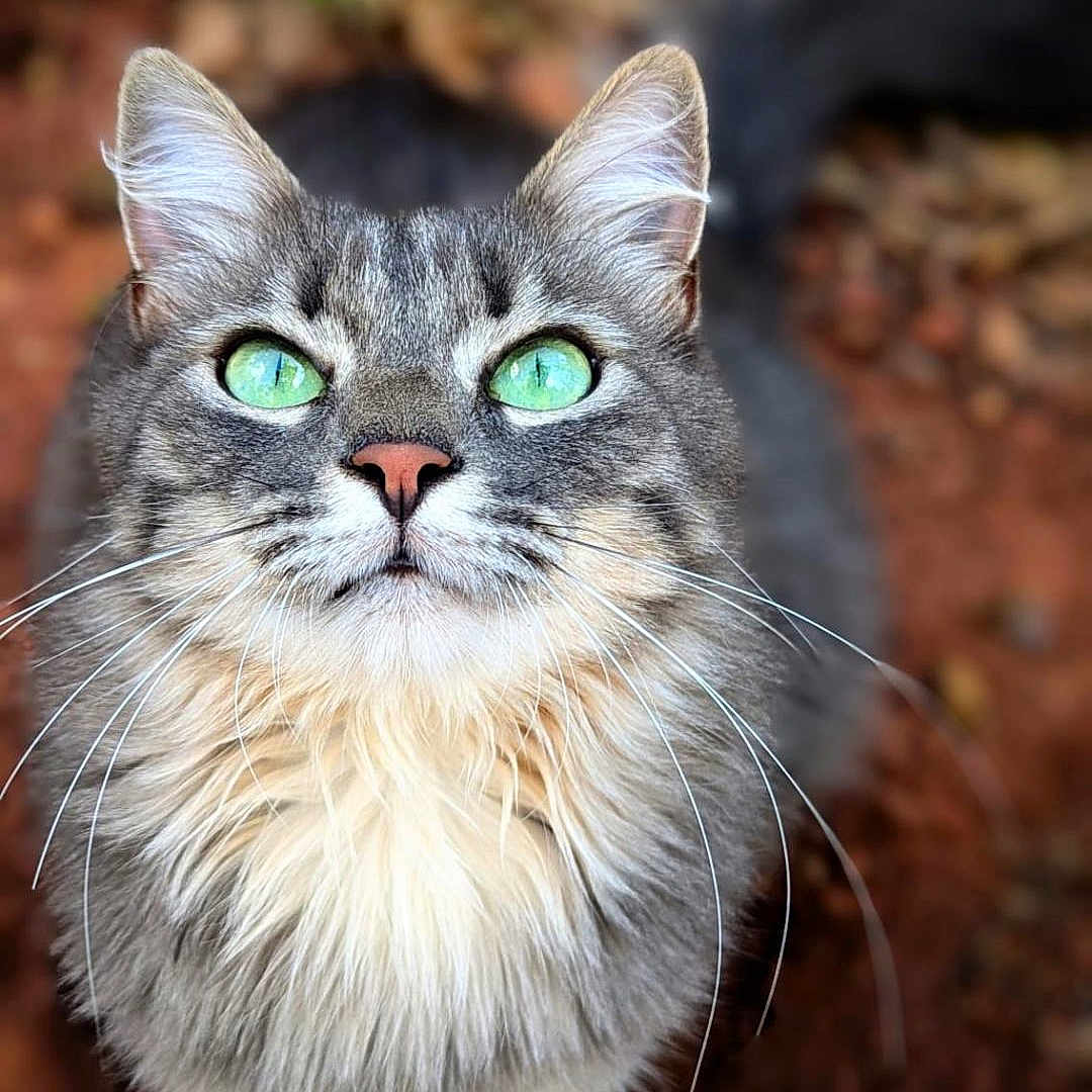 Kiki participe au concours pour gagner de l'argent avec cette photo : cat, green_eyes, fluffy_fur, whiskers, outdoor, animal, pet, curious, looking_up, nature, brown_background, close_up, feline, portrait, tabby, ears, nose, tail, paws, soft_fur