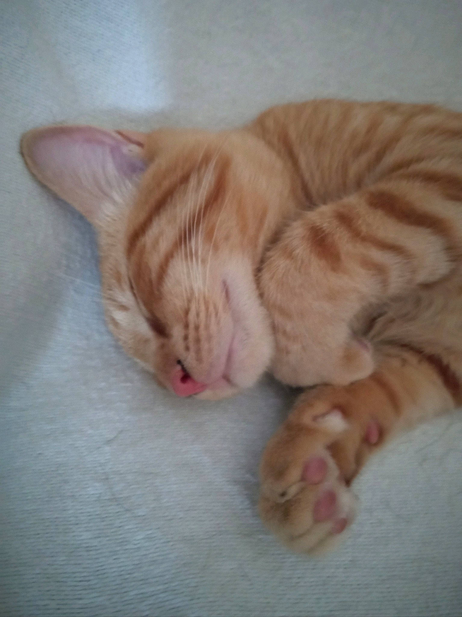 Jake is registered to the contest to win money with this photo: carnivore, cat, claw, comfort, domestic_short_haired_cat, fawn, felidae, foot, fur, human_leg, nap, paw, sleep, small_to_medium_sized_cats, snout, tail, toe, whiskers, wood