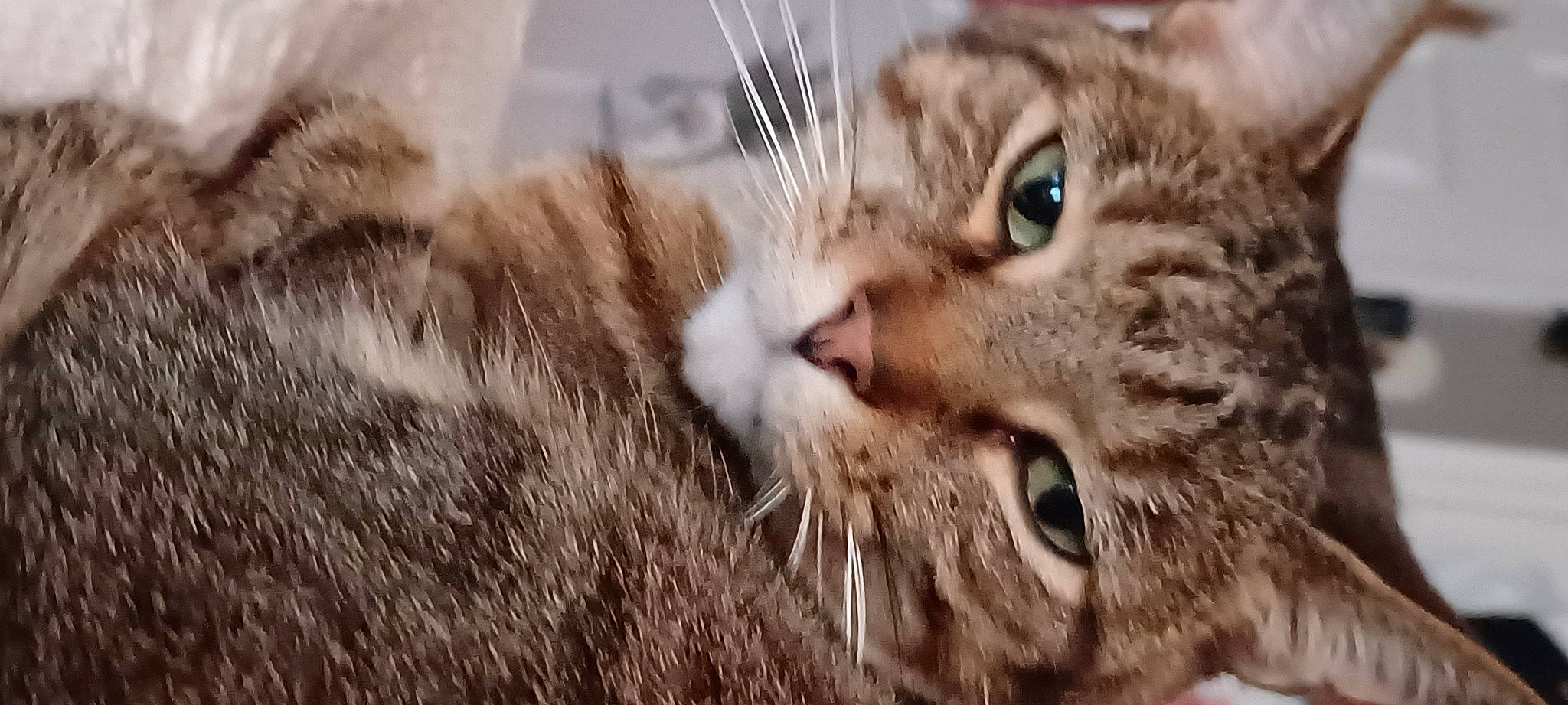 Coon joined the competition — help win amazing prizes! carnivore, cat, claw, domestic_short_haired_cat, eyelash, felidae, fur, grass, plant, small_to_medium_sized_cats, snout, terrestrial_animal, tree, whiskers, wildlife