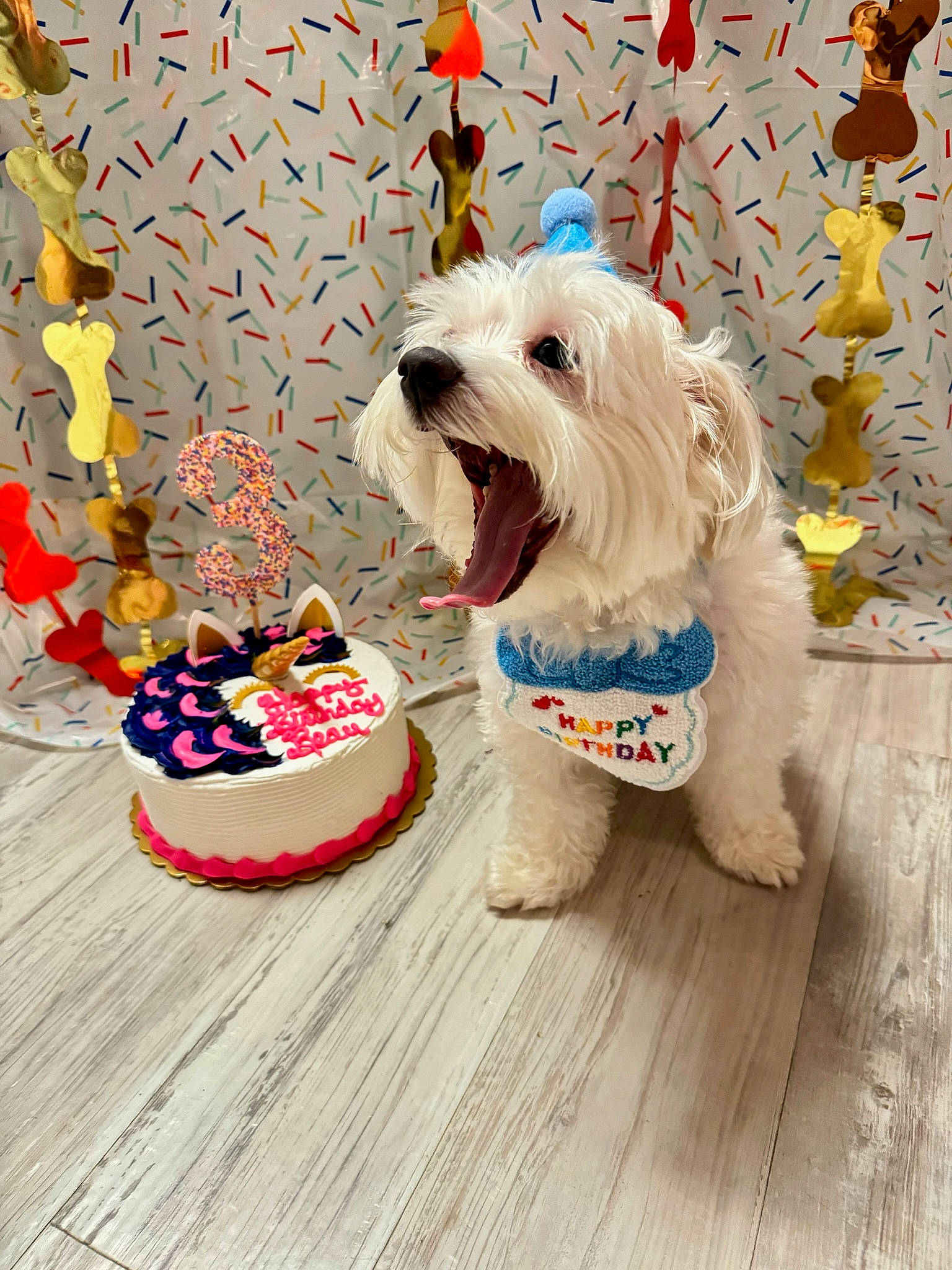 Beau is registered to the contest to win money with this photo: canidae, carnivore, companion_dog, dog, dog_breed, dog_clothes, dog_collar, dog_supply, event, fashion_accessory, fawn, flooring, fur, pattern, small_terrier, sporting_group, terrier, toy_dog, wood, wood_flooring