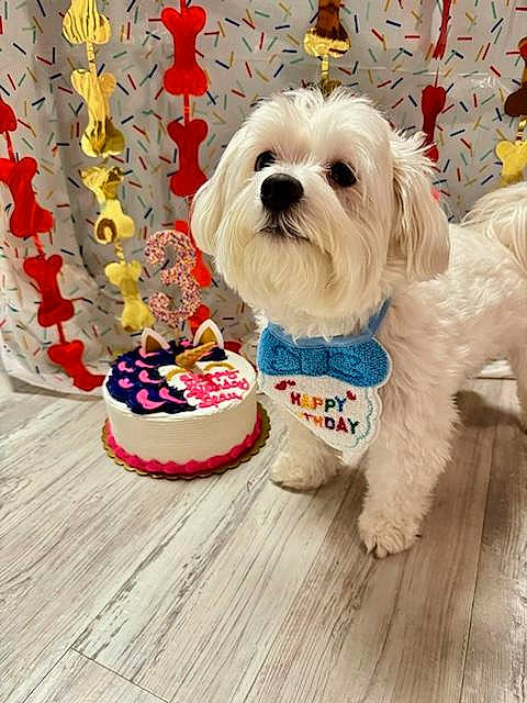 Beau joined the competition — help win amazing prizes! carnivore, collar, companion_dog, dog, dog_breed, dog_clothes, dog_collar, dog_supply, event, fashion_accessory, font, fur, pattern, pet_supply, puppy_love, small_terrier, snout, terrier, toy_dog, working_animal