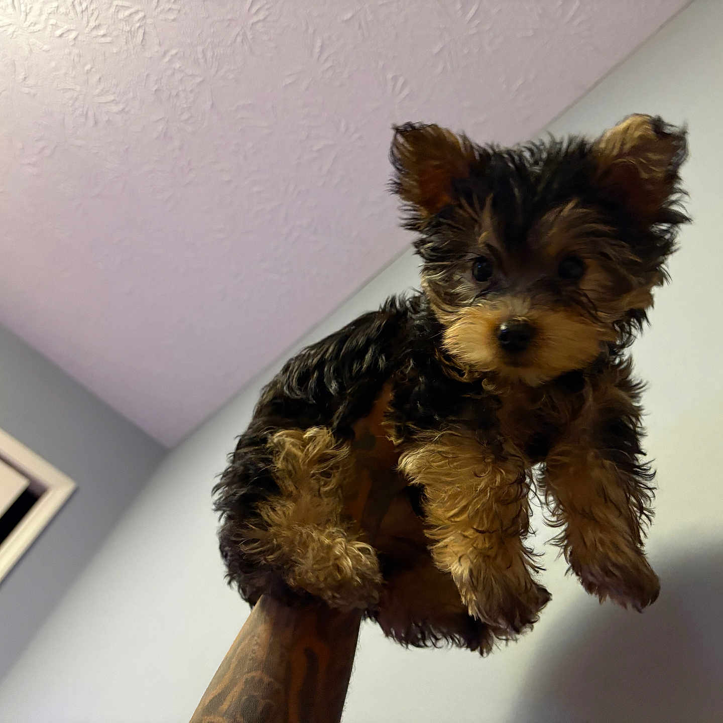 Reecee is registered to the contest to win money with this photo: animal, black, brown, ceiling, cute, dog, fluffy, fur, hand, indoor, looking, pet, portrait, puppy, raised, room, small_dog, tattoo, wall, young_dog