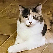 Cassie is registered to the contest to win money with this photo: animal, cat, cute, domestic, ears, feline, floor, fur, gray, indoor, looking, lying_down, mammal, paws, pet, relaxed, resting, tile, whiskers, white