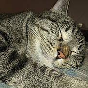 Black joined the competition — help win amazing prizes! cat, tabby_cat, sleeping, close_up, whiskers, fur, pet, animal, domestic_animal, relaxation, cozy, resting, cute, face, nose, paw, indoor, feline, peaceful, calm