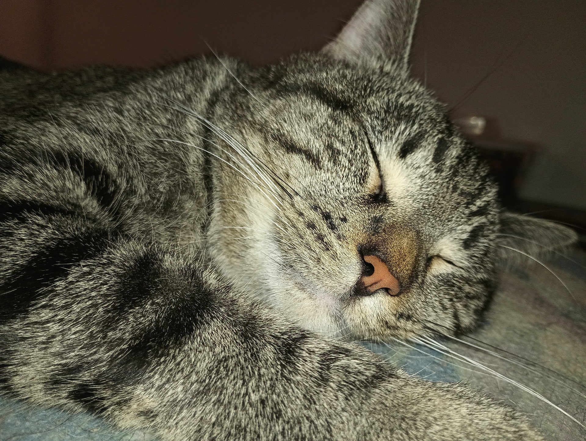 Black joined the competition — help win amazing prizes! cat, tabby_cat, sleeping, close_up, whiskers, fur, pet, animal, domestic_animal, relaxation, cozy, resting, cute, face, nose, paw, indoor, feline, peaceful, calm