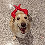 dog, red_horns, happy, smiling, pet, animal, indoor, tile_floor, costume, playful, canine, fur, brown_eyes, looking_up, cute, domestic_animal, mischievous, tongue_out, close_up, funny