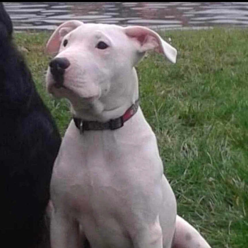 Django participe au concours pour gagner de l'argent avec cette photo : animal, attentive, black_nose, calm, canine, collar, companion, daytime, dog, ears, grass, nature, outdoor, pet, portrait, side_view, sitting, water, white_dog, young_dog