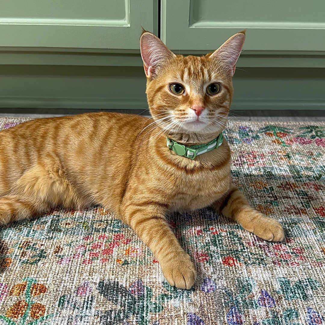 Honey is registered to the contest to win money with this photo: abyssinian, accessories, animal, cat, collar, door, egyptiancat, hardwood, homedecor, indoors, jewelry, kitten, leash, manx, mat, necklace, pet, plywood, strap, wood