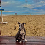 Arrow a rejoint le concours — aidez-le/la à gagner de superbes lots ! dog, beach, sand, sea, sky, cloudy, wooden_deck, water, animal, pet, outdoor, nature, sitting, canine, calm, footprints, horizon, gray_fur, white_fur, collar