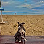 dog, beach, sand, sea, sky, cloudy, wooden_deck, water, animal, pet, outdoor, nature, sitting, canine, calm, footprints, horizon, gray_fur, white_fur, collar