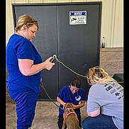 Chica is registered to the contest to win money with this photo: dog, person, leash, blue_scrubs, pink_harness, concrete_floor, black_door, notice_sign, shorts, sneakers, tattoo, hair_tied_back, outdoor, building_wall, crouching, standing, kneeling, interaction, pet_care, casual_clothing