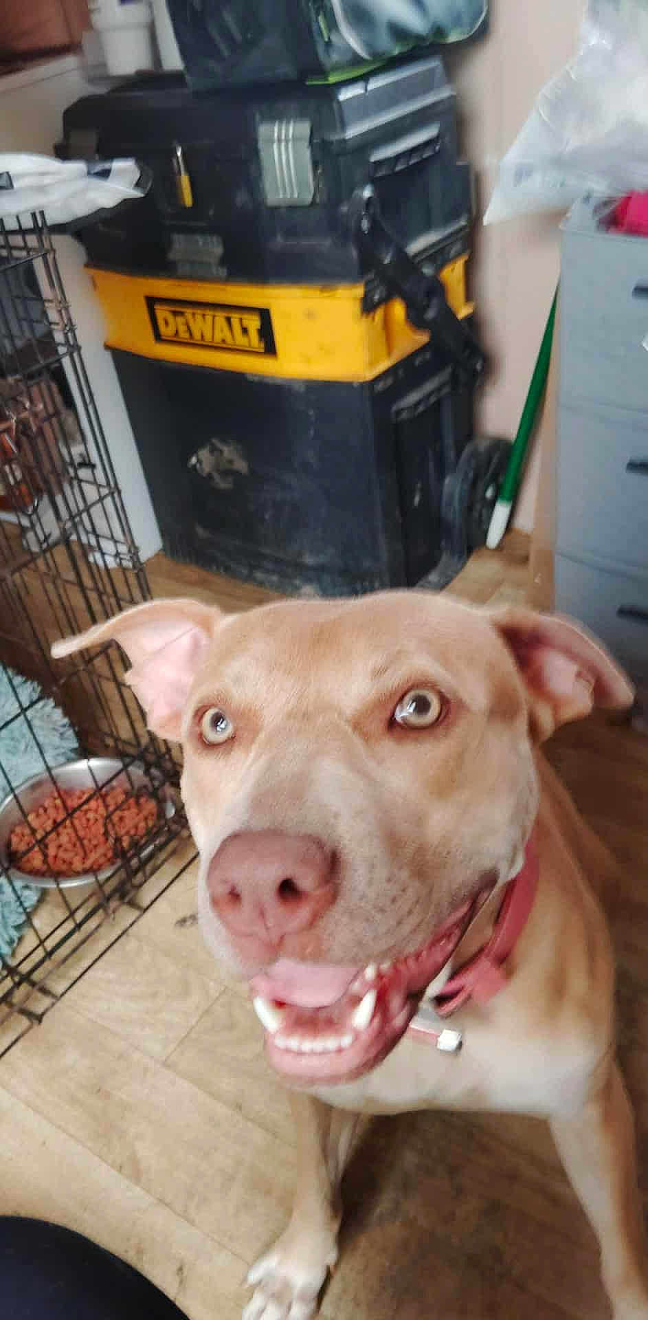 Chica is registered to the contest to win money with this photo: dog, indoor, pet, smiling, tan_dog, dog_collar, dog_bowl, dog_crate, floor, toolbox, broom, furniture, wooden_floor, happy, canine, animal, domestic, closeup, looking_up, ears