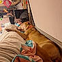 Chica is registered to the contest to win money with this photo: dog, sleeping, blanket, bed, person, bunk_bed, mirror, reflection, collar, indoor, cozy, pillow, colorful_blanket, wood, cables, tablet, headphones, relaxing, resting, casual