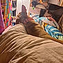Chica joined the competition — help win amazing prizes! dog, bed, blanket, collar, mirror, person, camera, indoor, curtain, reflection, pillow, colorful, sleeping, cozy, photography, casual, relaxing, furniture, room, soft