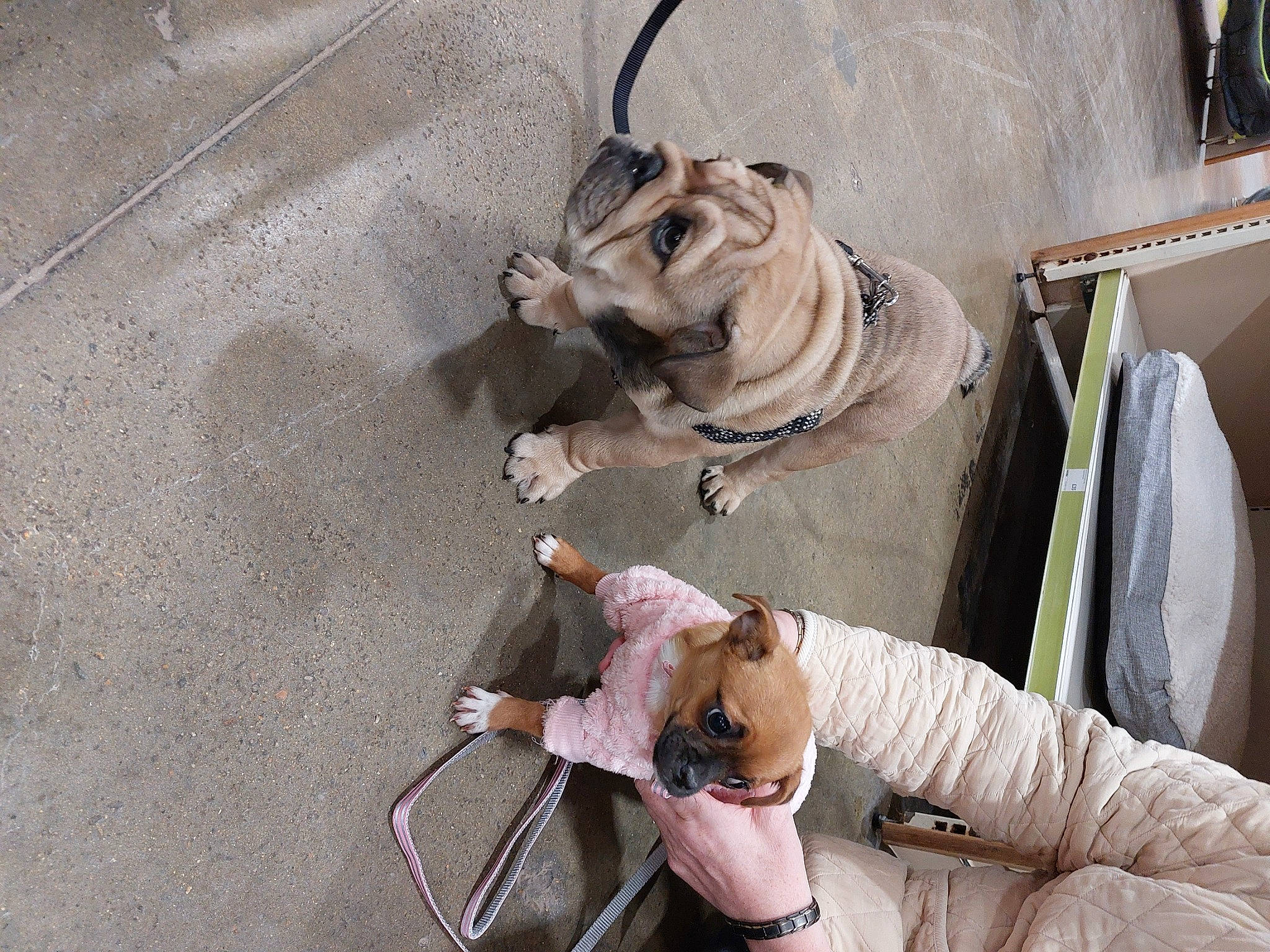 Tiny is registered to the contest to win money with this photo: bag, bracelet, canidae, carnivore, collar, companion_dog, concrete, dog, dog_breed, dog_collar, fashion_accessory, fawn, human_leg, leash, snout, sporting_group, street_fashion, working_animal, wrinkle, wrist