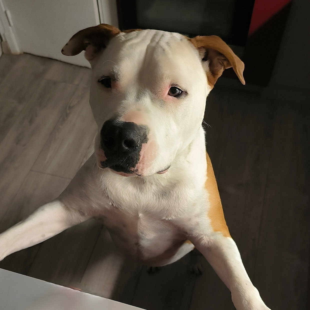 Sopra participe au concours pour gagner de l'argent avec cette photo : animal, brown, canine, curious, dog, domestic, ears, face, floor, furniture, indoor, kitchen, looking, oven, paws, pet, snout, standing, time_display, white